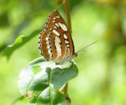 Die Fauna und Flora in Myanmar ist berauschend schön. Stellvertretend ist hier ein großer Prachtfalter zu bewundern.