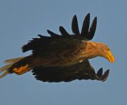 Natur - Bildautor Uwe Jendrzejewski